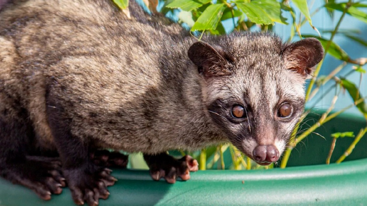 Three arrested in crackdown on illegal wildlife trafficking as Asian palm civet cubs recovered