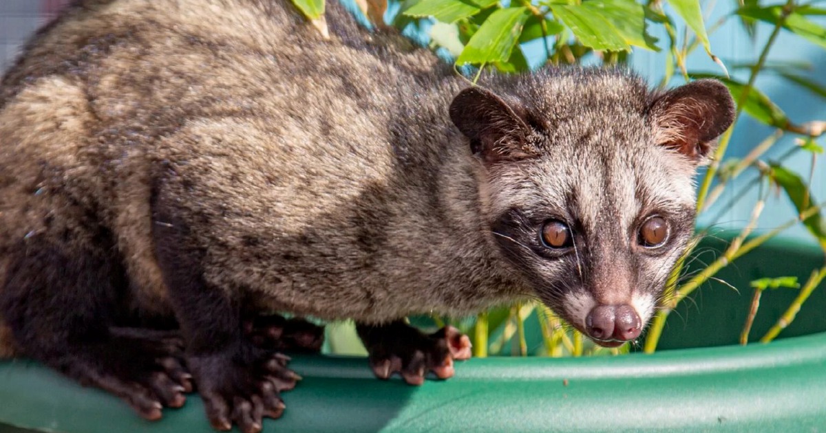 Three arrested in crackdown on illegal wildlife trafficking as Asian palm civet cubs recovered