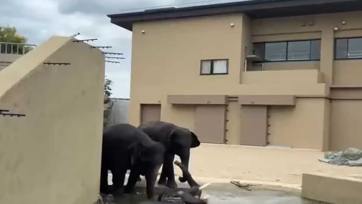 Malaysian Elephants Thriving at Japan Zoo, Says Taiping Council