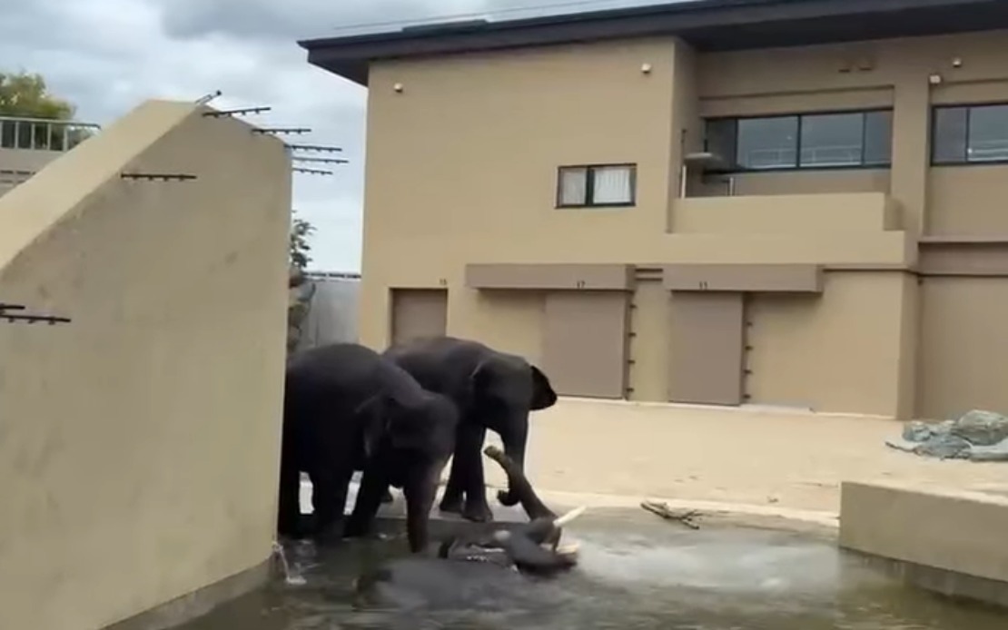 Malaysian Elephants Thriving at Japan Zoo, Says Taiping Council