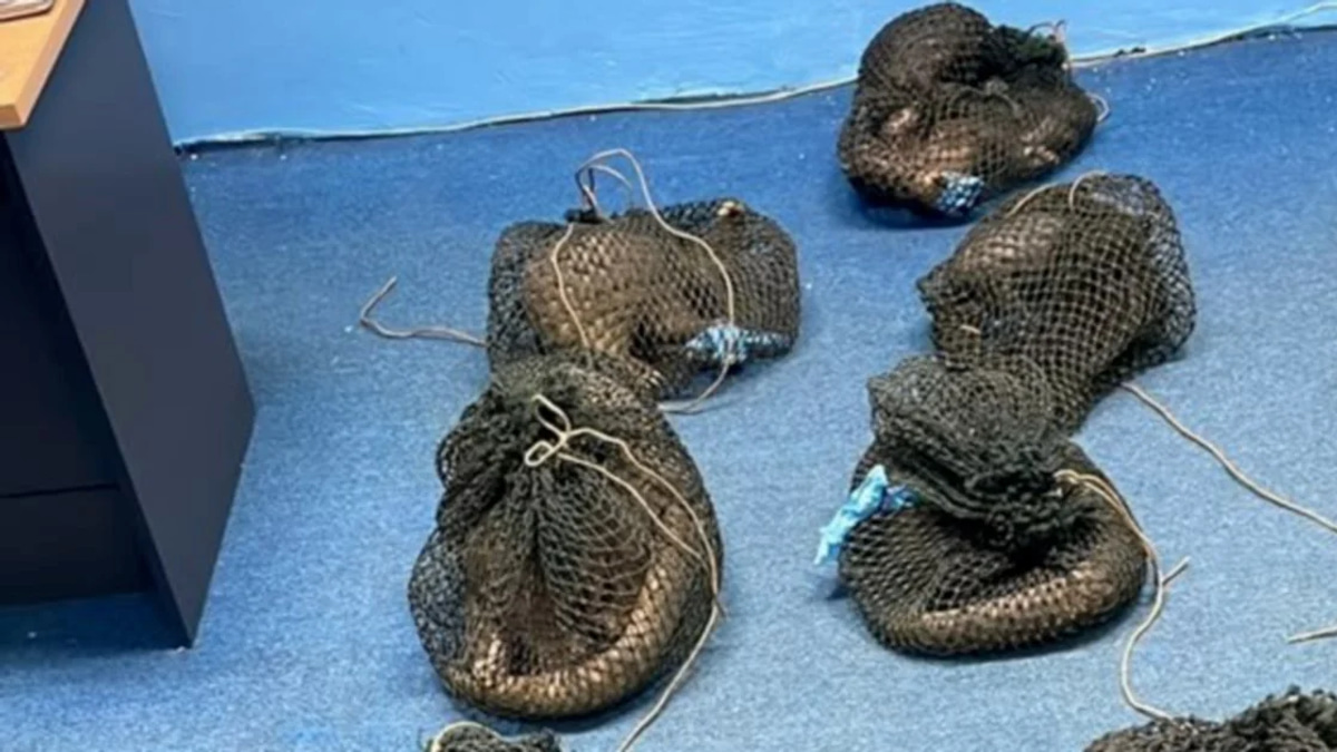 Filipino arrested in Sabah with 10 live pangolins and elephant tusk in wildlife smuggling bust