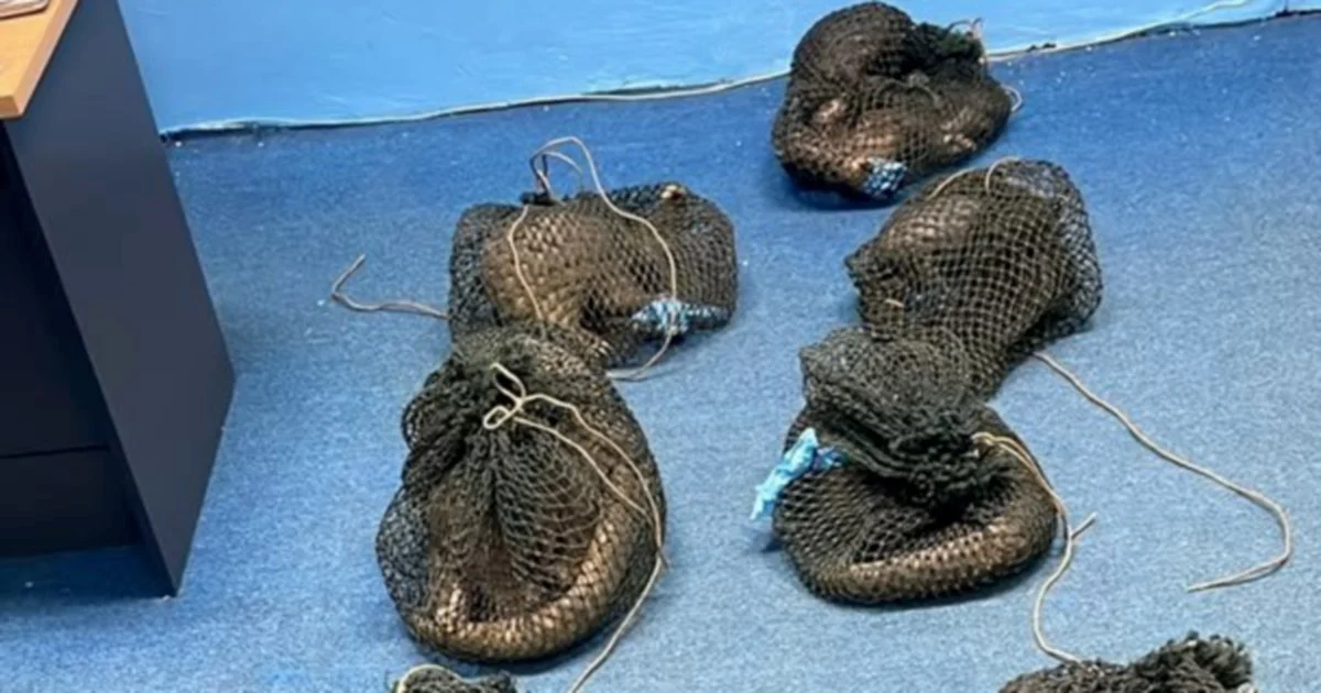 Filipino arrested in Sabah with 10 live pangolins and elephant tusk in wildlife smuggling bust
