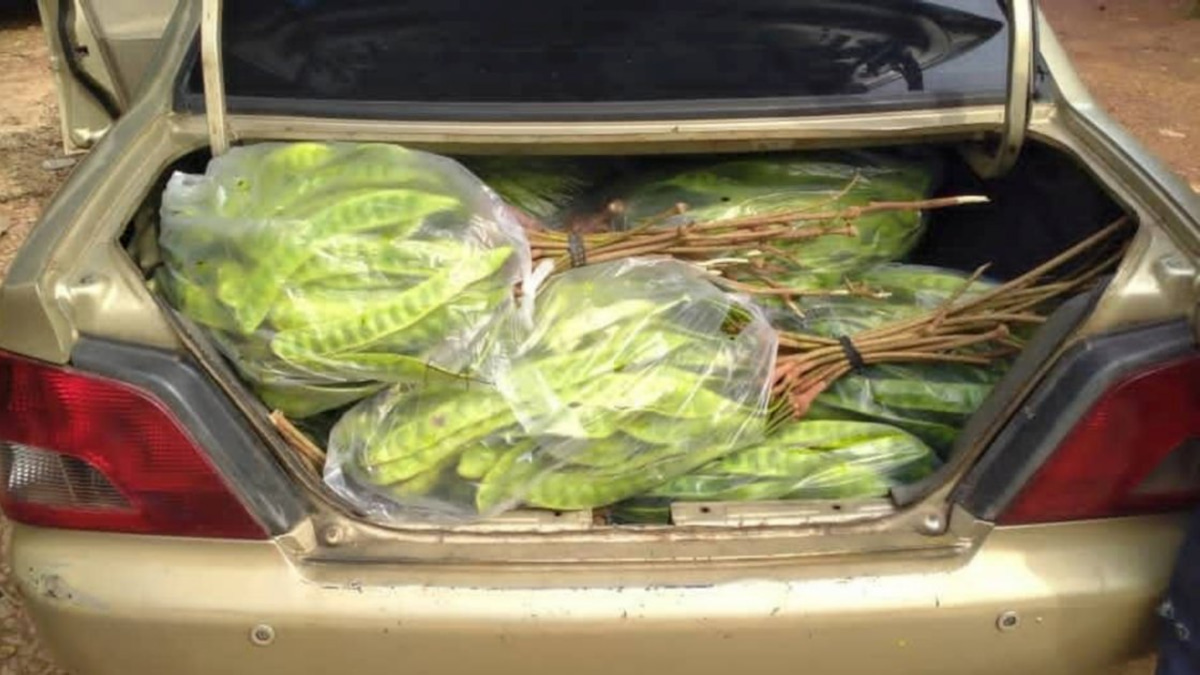 Thai Man Arrested for Smuggling Petai and Pomelos Worth RM8,000 Through Kelantan Jetty