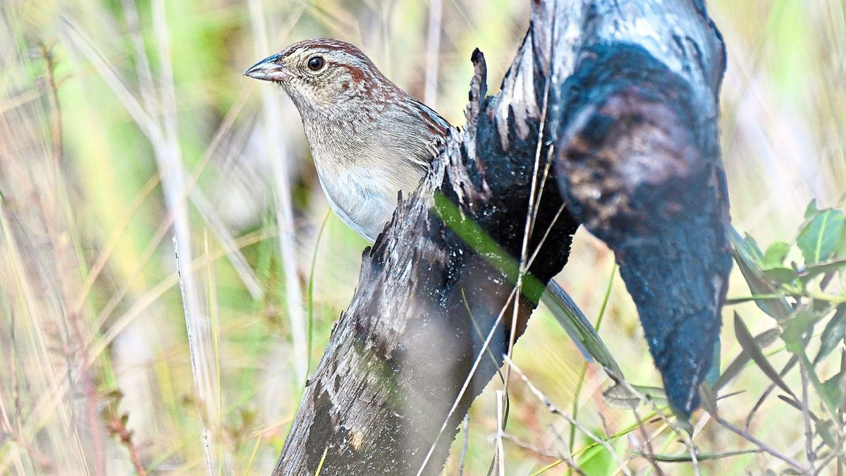 How habitat shapes birdsong: Florida sparrows choose clearer songs in noisy environments