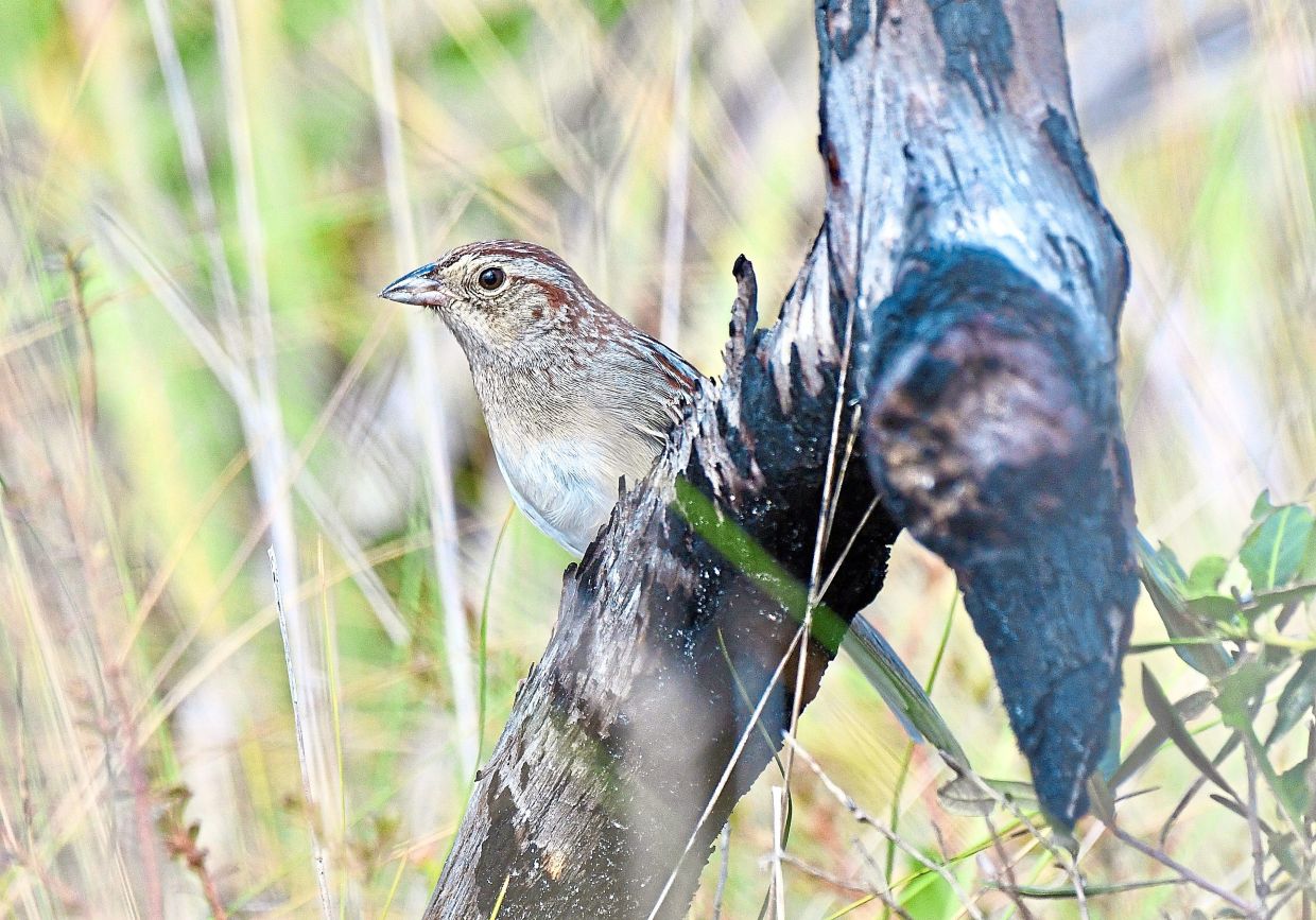 How habitat shapes birdsong: Florida sparrows choose clearer songs in noisy environments