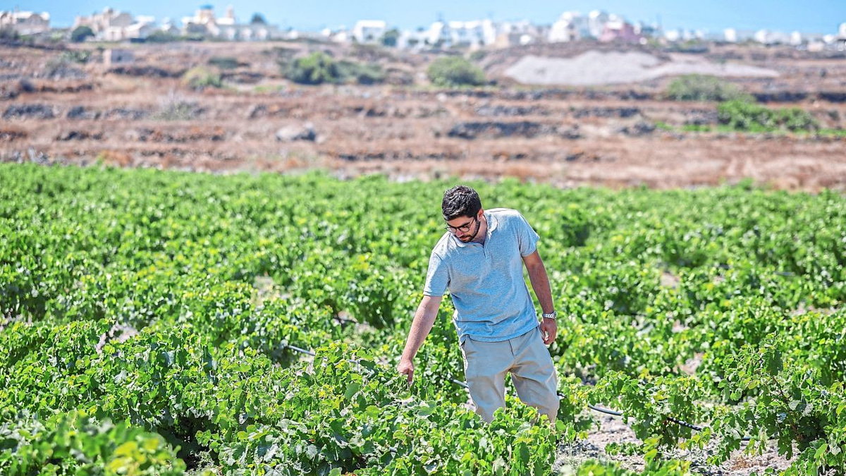 Santorini's Wine Industry Faces Existential Challenge from Climate Crisis