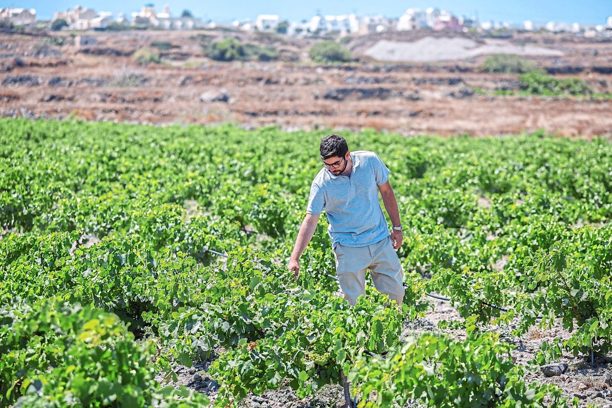 Santorini's Wine Industry Faces Existential Challenge from Climate Crisis