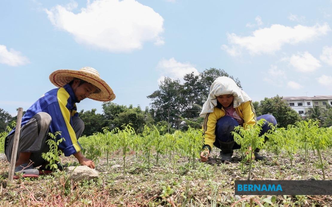 Extreme Heat Threatens Sabah's Agricultural Output As Heatwave Grips 17 Regions