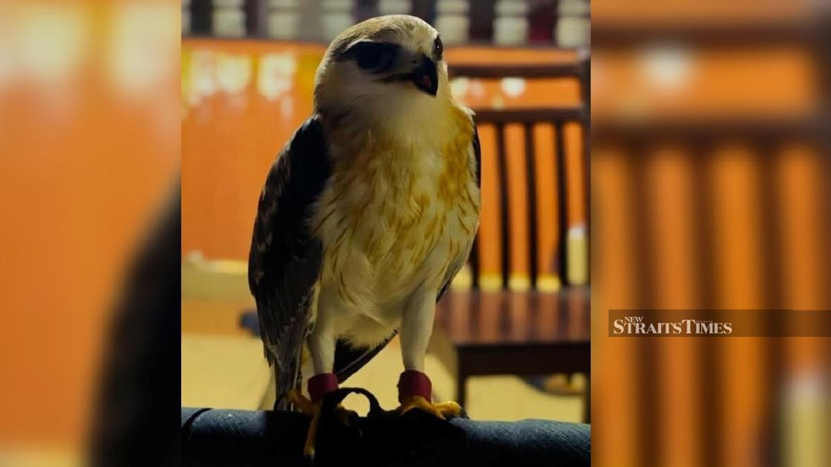 Police Seize RM100,000 Black-winged Kite in Kapar Raid, Arrest Keeper