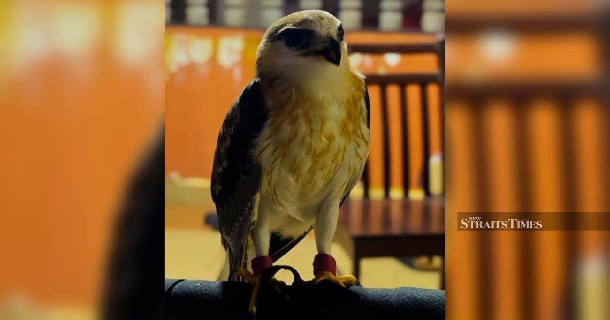 Police Seize RM100,000 Black-winged Kite in Kapar Raid, Arrest Keeper