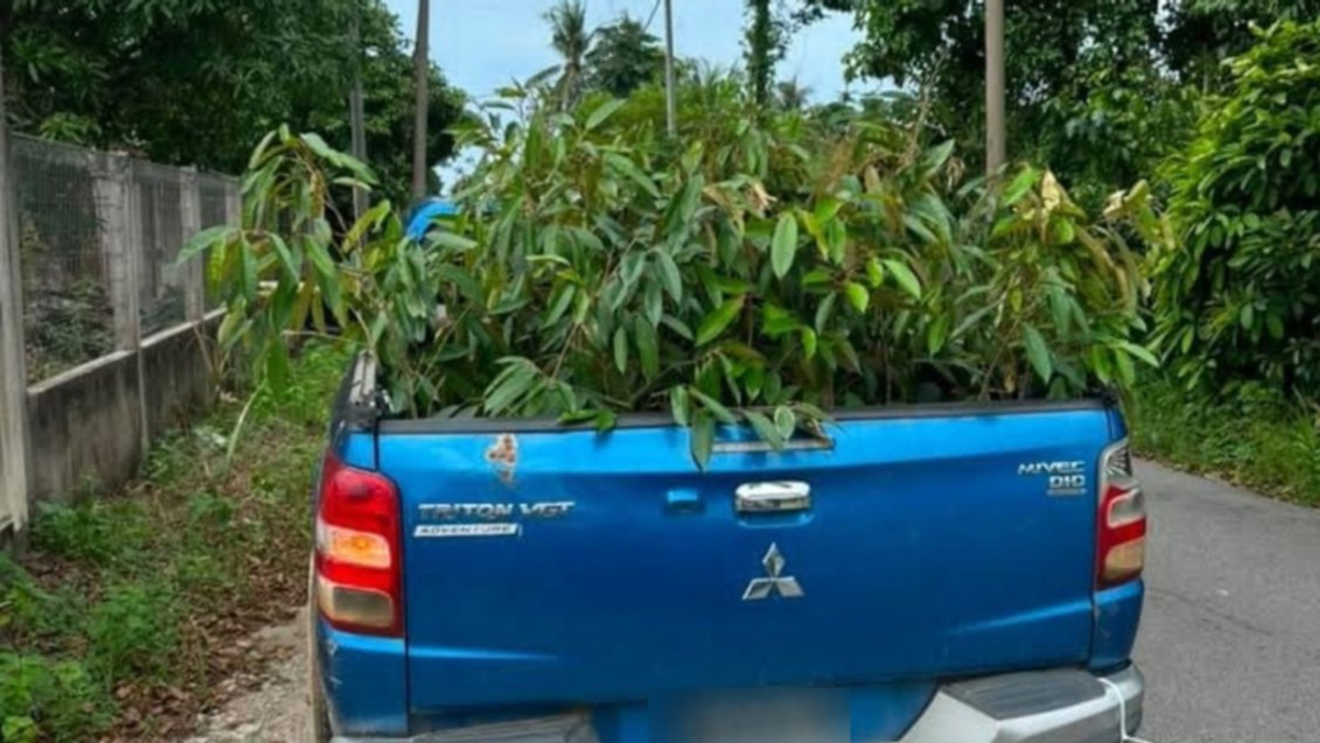 Thai Durian Saplings Smuggling Ring Busted in Kelantan; One Held
