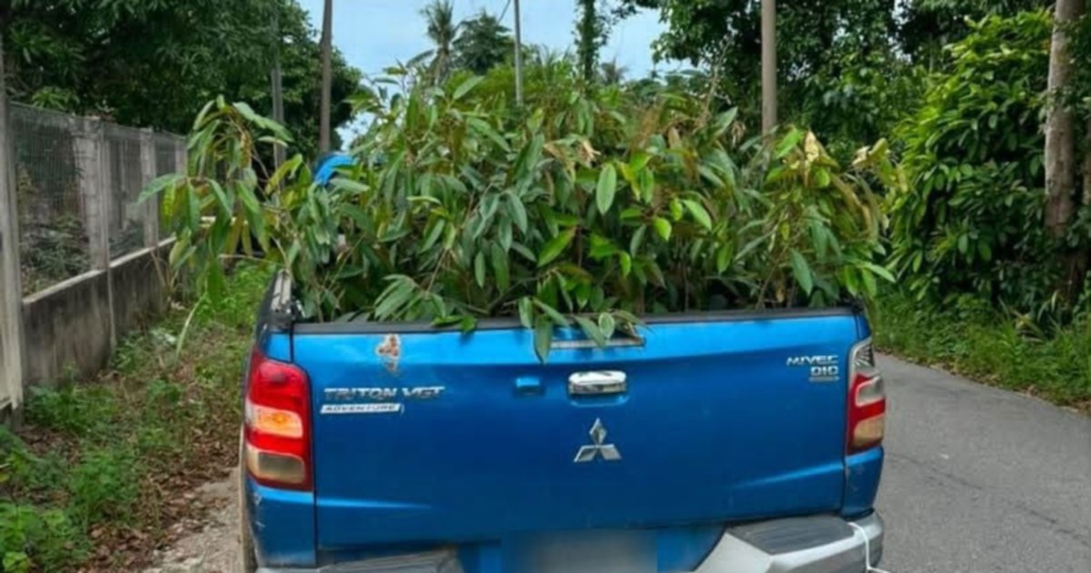 Thai Durian Saplings Smuggling Ring Busted in Kelantan; One Held