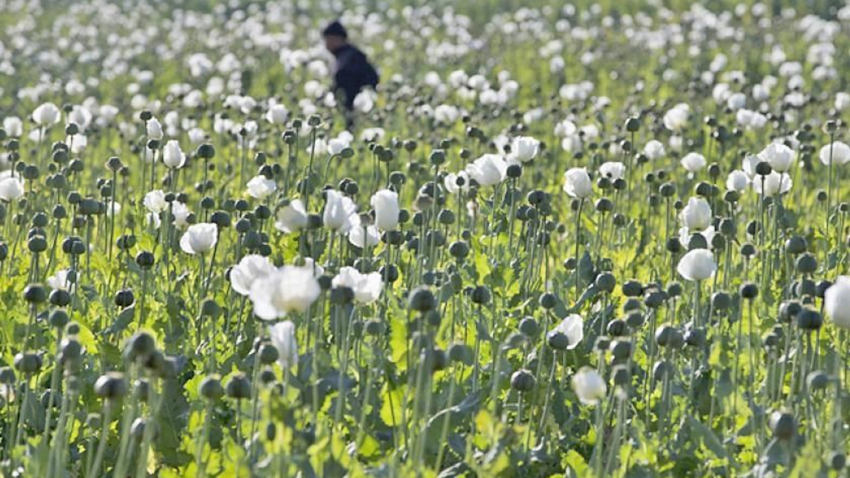 Myanmar police seize 17.6 kg heroin and million stimulant pills in major drug bust