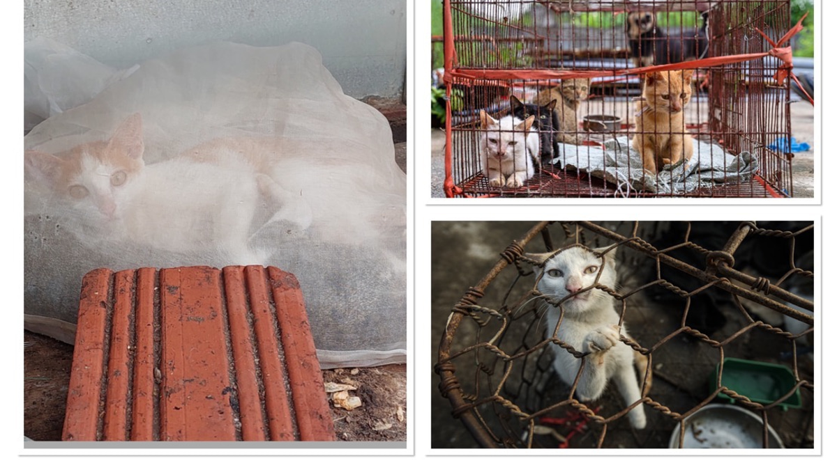 Shadow Trade in Cat Meat Persists Across Indochina Despite Public Opposition
