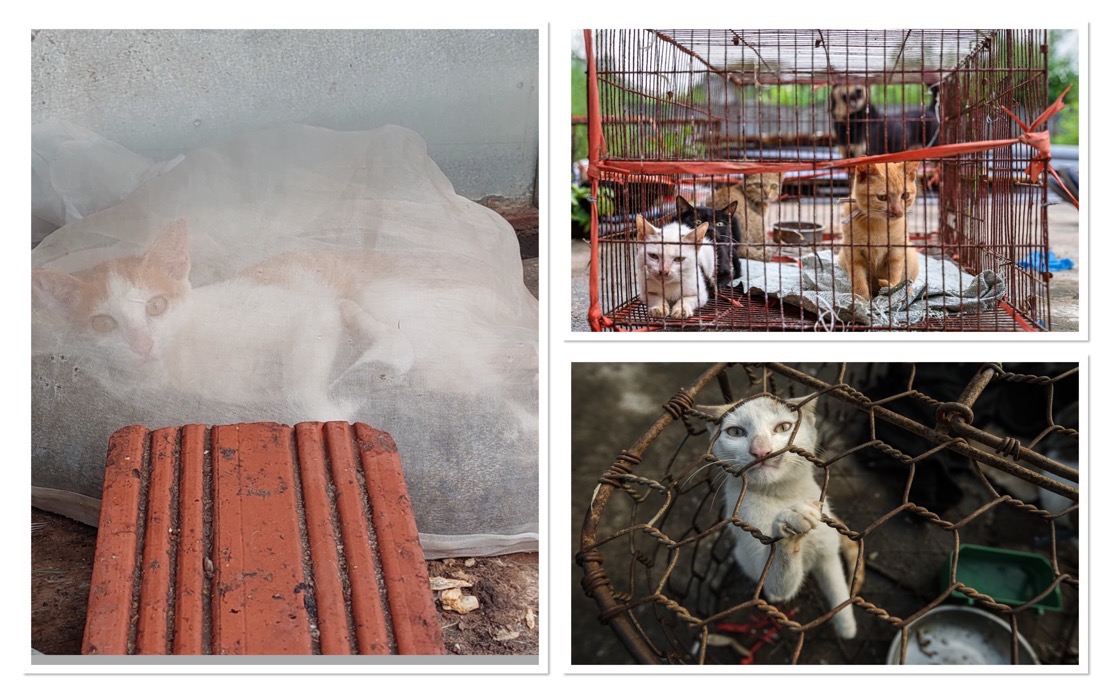 Shadow Trade in Cat Meat Persists Across Indochina Despite Public Opposition