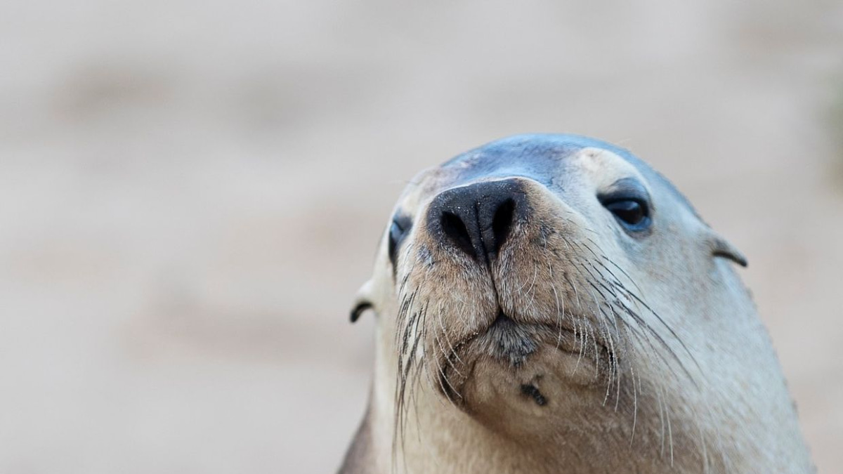 H5N1 bird flu surge in South Australia threatens endangered sea lions, warns expert