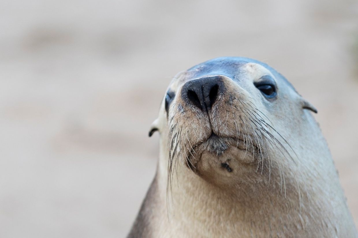 H5N1 bird flu surge in South Australia threatens endangered sea lions, warns expert