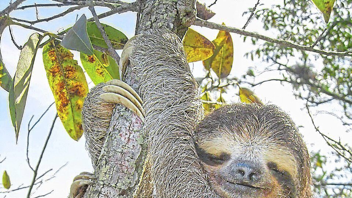 Sloth Genome Reveals Ancient 'Jumping Genes' That Could Transform Understanding of Human Ageing