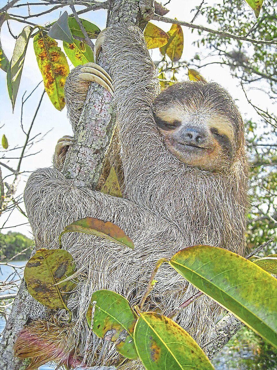Sloth Genome Reveals Ancient 'Jumping Genes' That Could Transform Understanding of Human Ageing