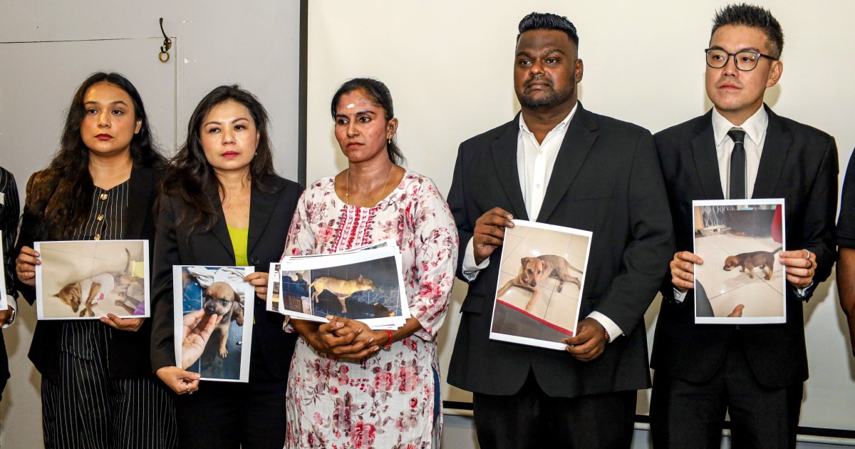 Death of Pet Dog Ignites Scrutiny of Animal Capture Procedures in Malaysia