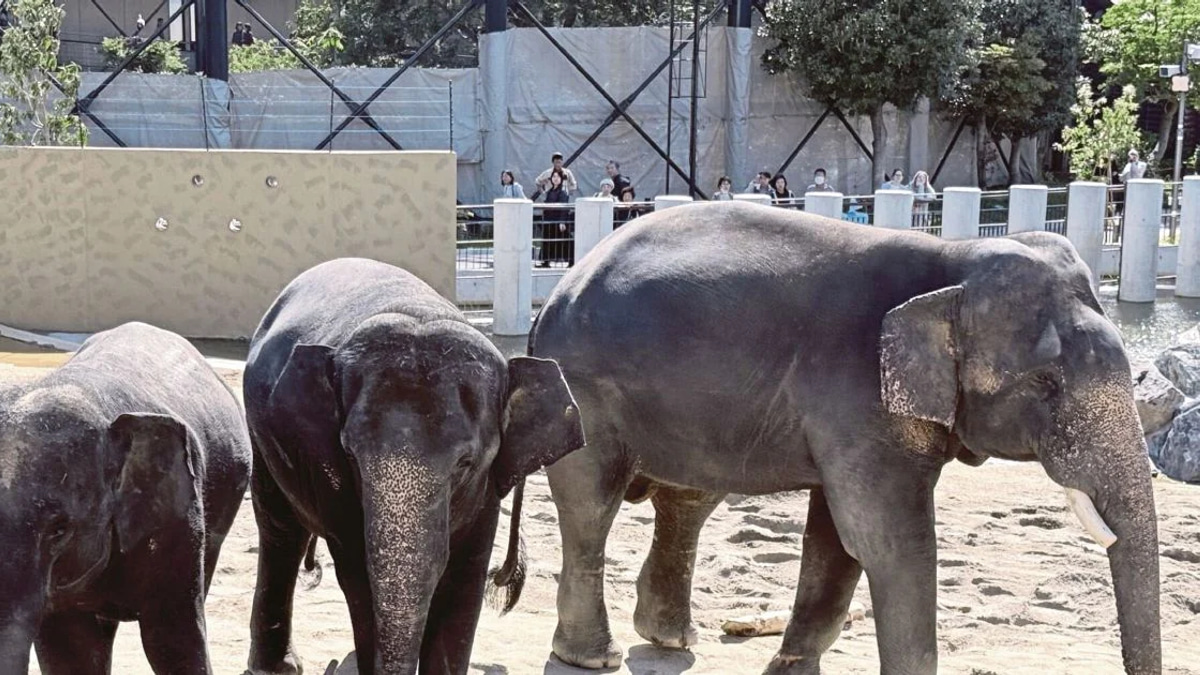 MACC Launches Inquiry Into Zoo Taiping Elephant Transfer to Japanese Zoo