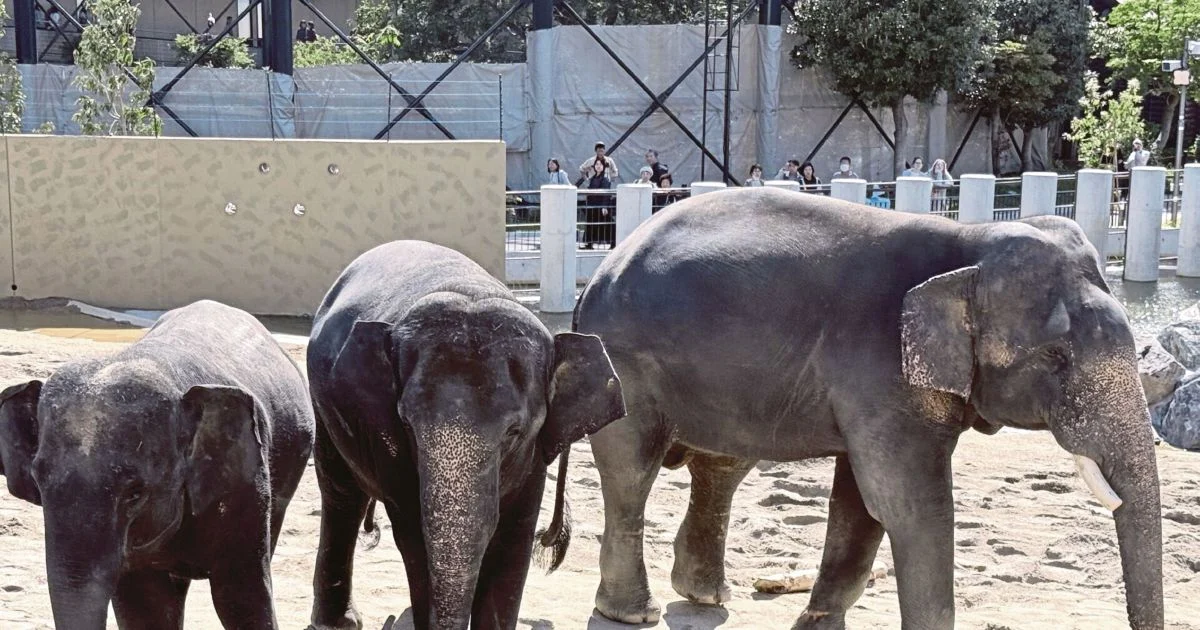 MACC Launches Inquiry Into Zoo Taiping Elephant Transfer to Japanese Zoo