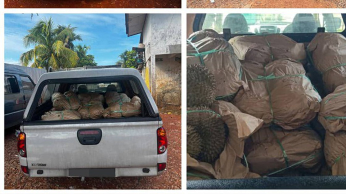 GOF Busts Durian Smuggling Operation, Impounds RM50,000 Cargo at Kelantan Border