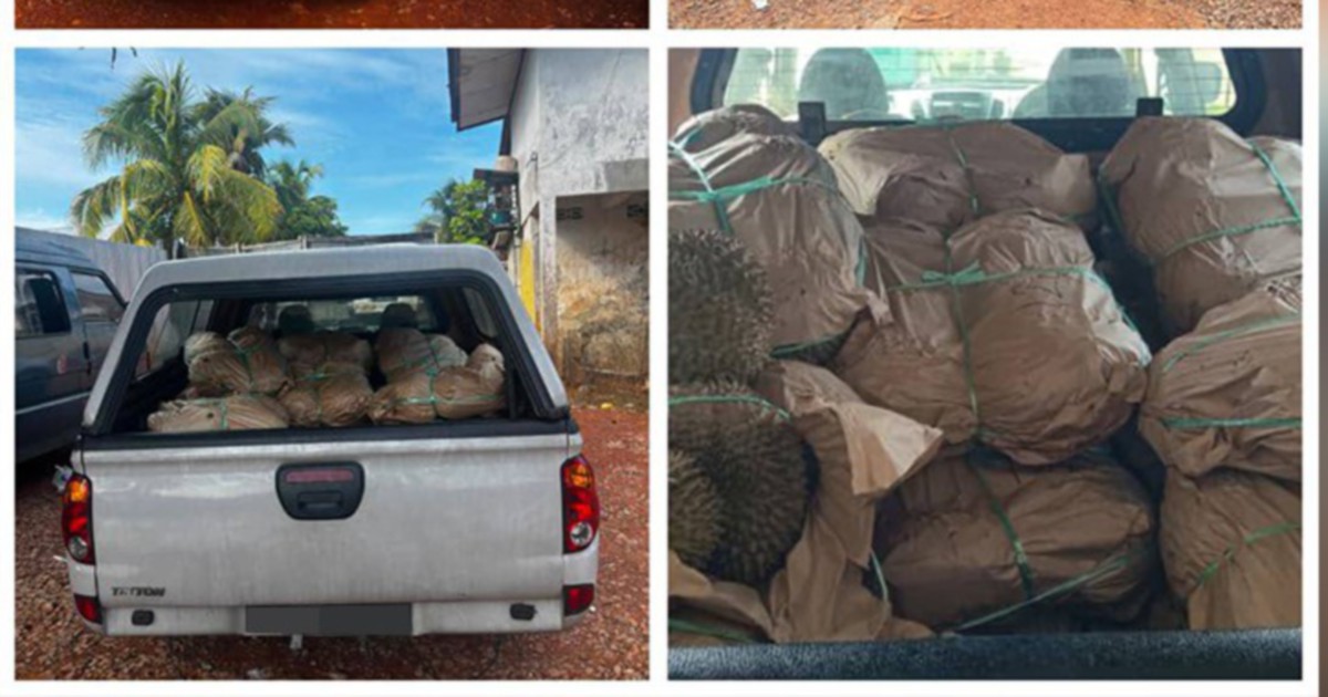 GOF Busts Durian Smuggling Operation, Impounds RM50,000 Cargo at Kelantan Border