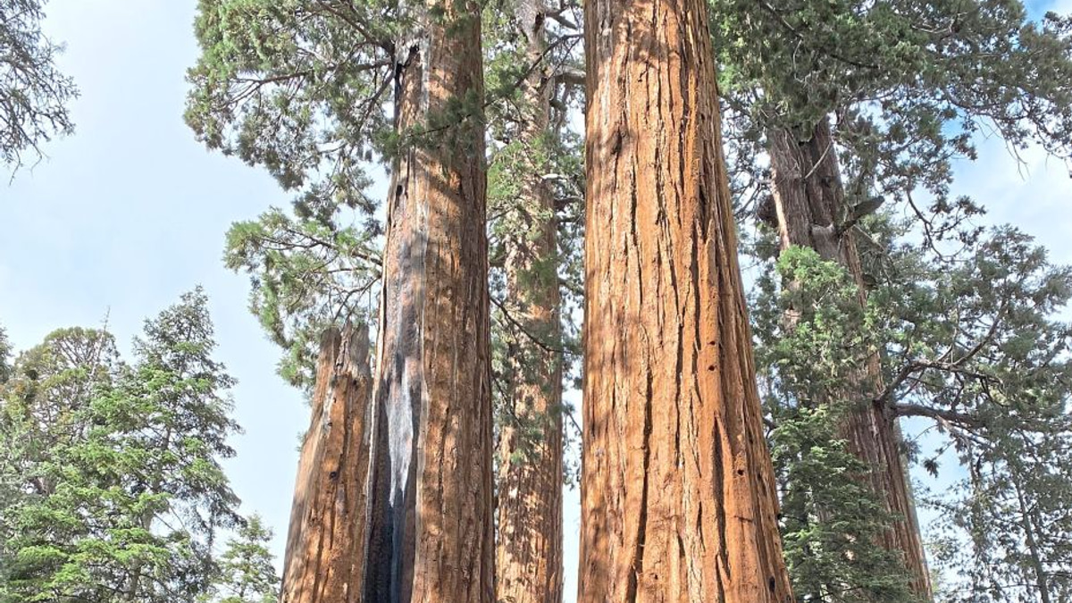 California's Ancient Giant Sequoias Face Race Against Time as Restoration Effort Gains Momentum