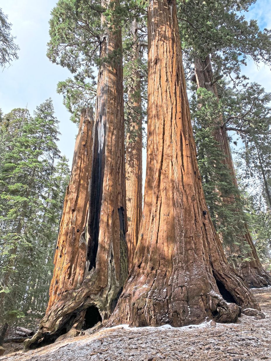 California's Ancient Giant Sequoias Face Race Against Time as Restoration Effort Gains Momentum
