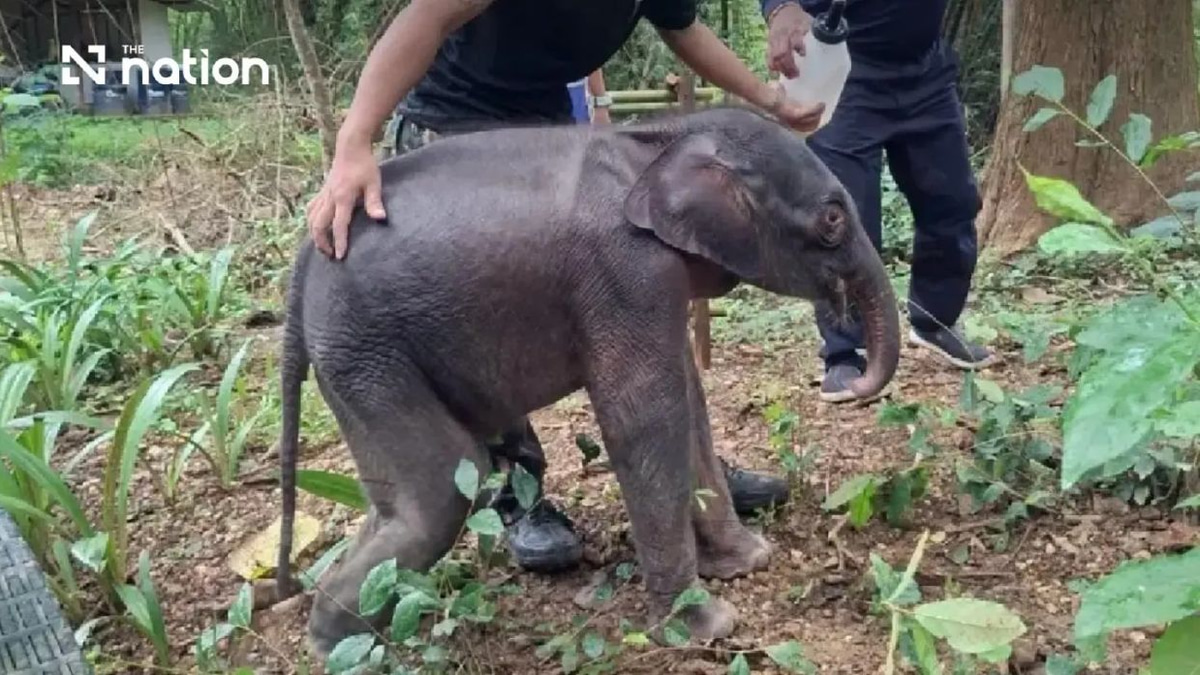 Thai Elephant Calf Rescued in Critical Condition After Separation from Herd