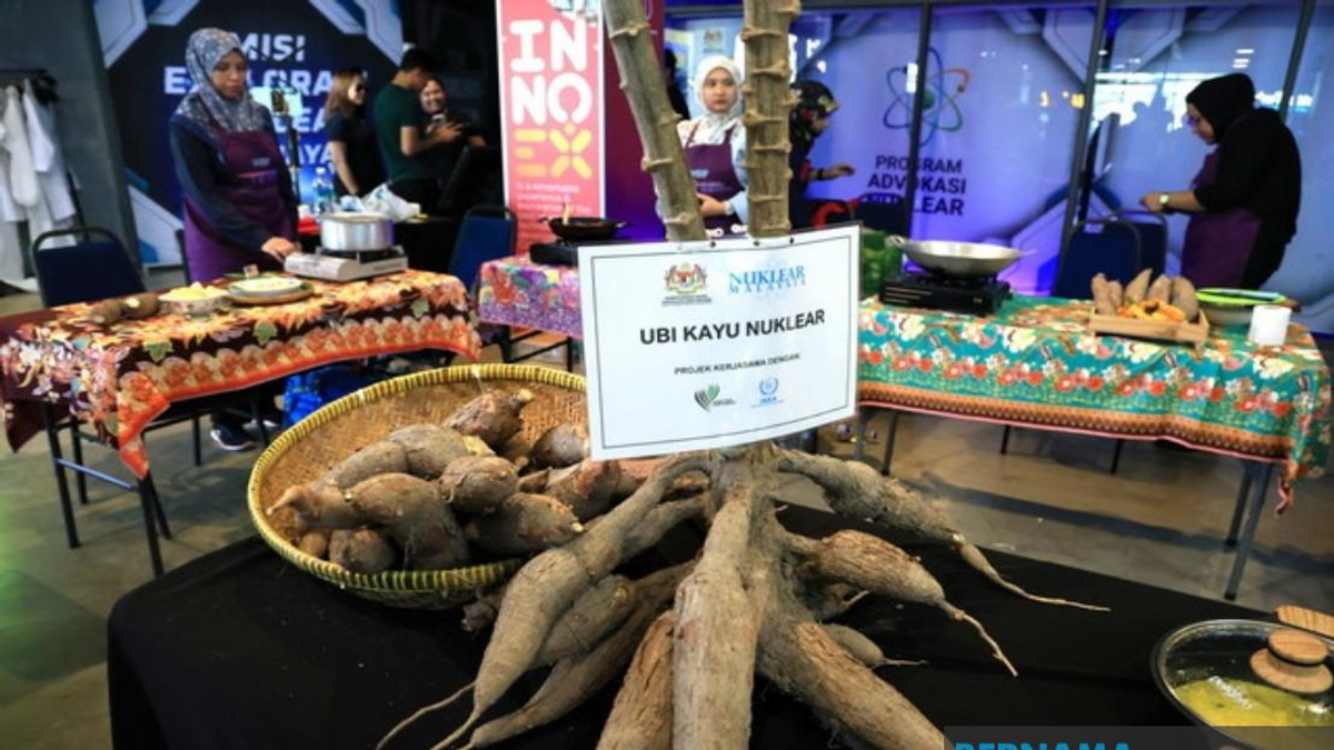 Malaysian Nuclear Agency Eyes Commercial Cassava Varieties Within Two Years