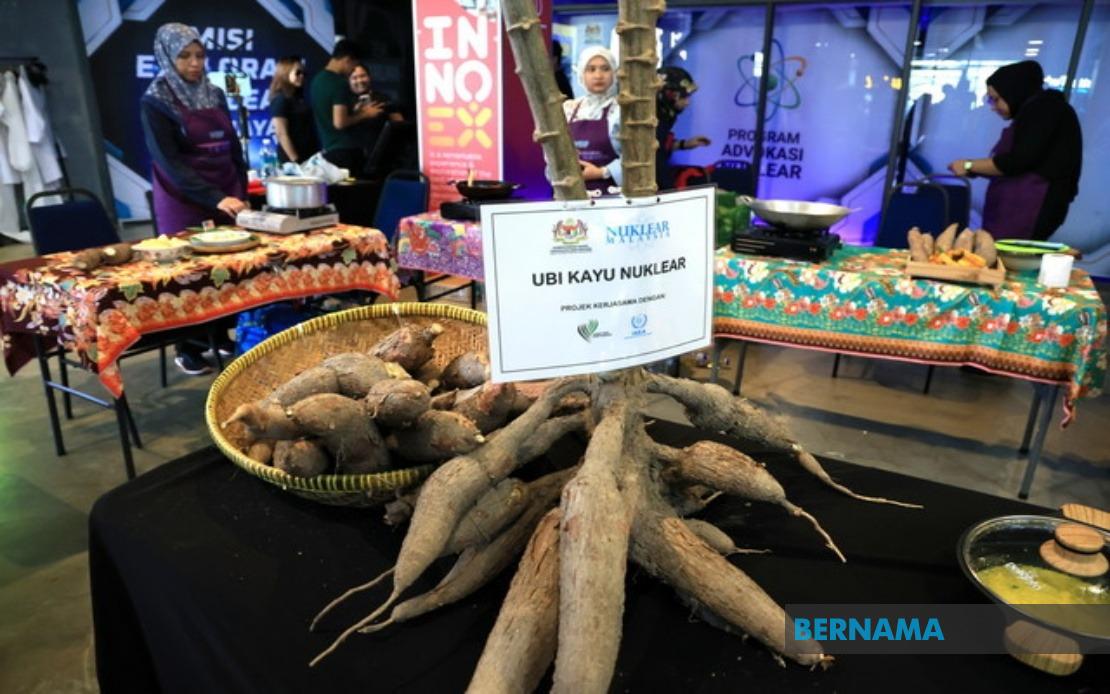 Malaysian Nuclear Agency Eyes Commercial Cassava Varieties Within Two Years