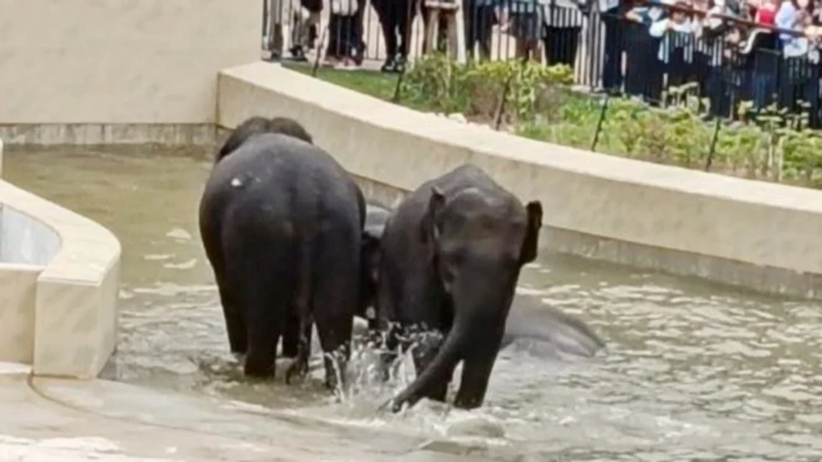 MACC's Elephant Transfer Probe Confined to Document Review, Says Taiping Official