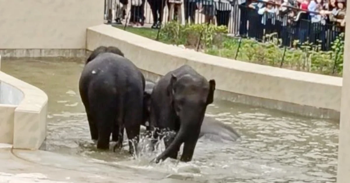 MACC's Elephant Transfer Probe Confined to Document Review, Says Taiping Official
