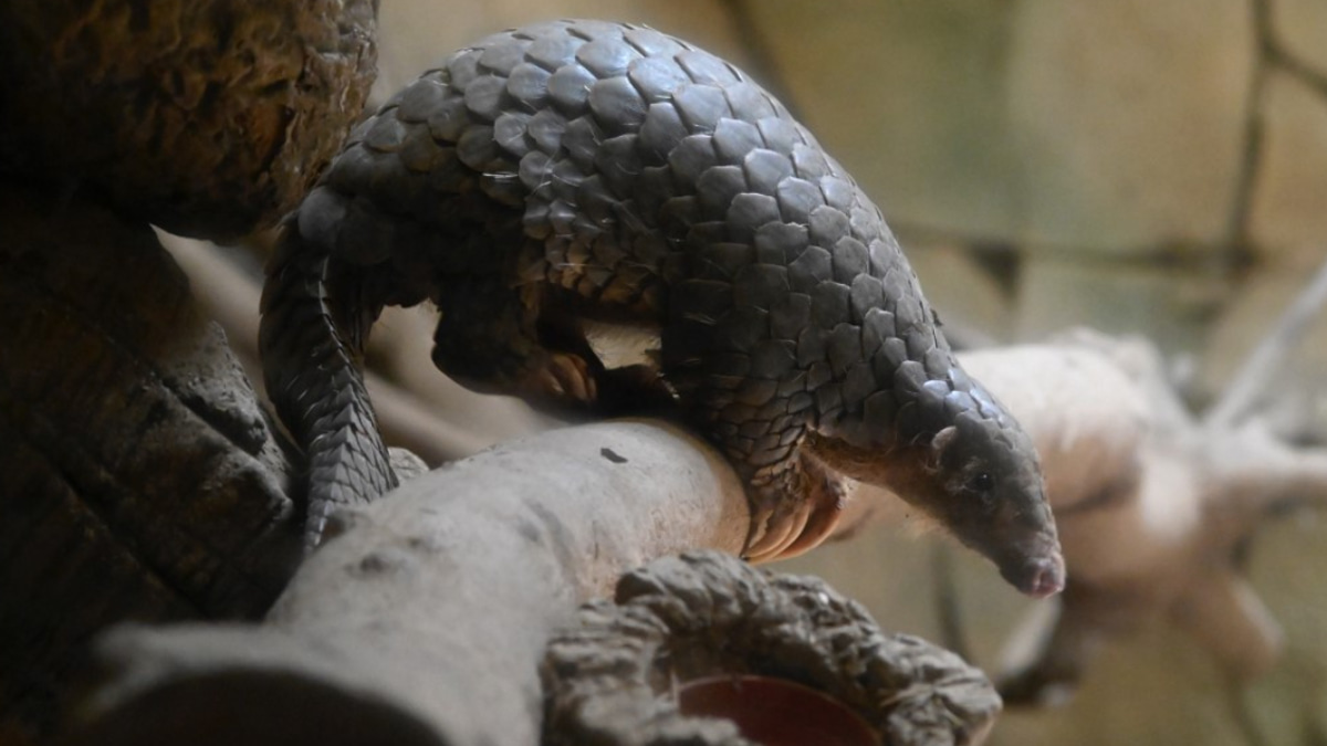 Indonesia Cracks Down on Pangolin Trafficking Network as Enforcement Efforts Intensify