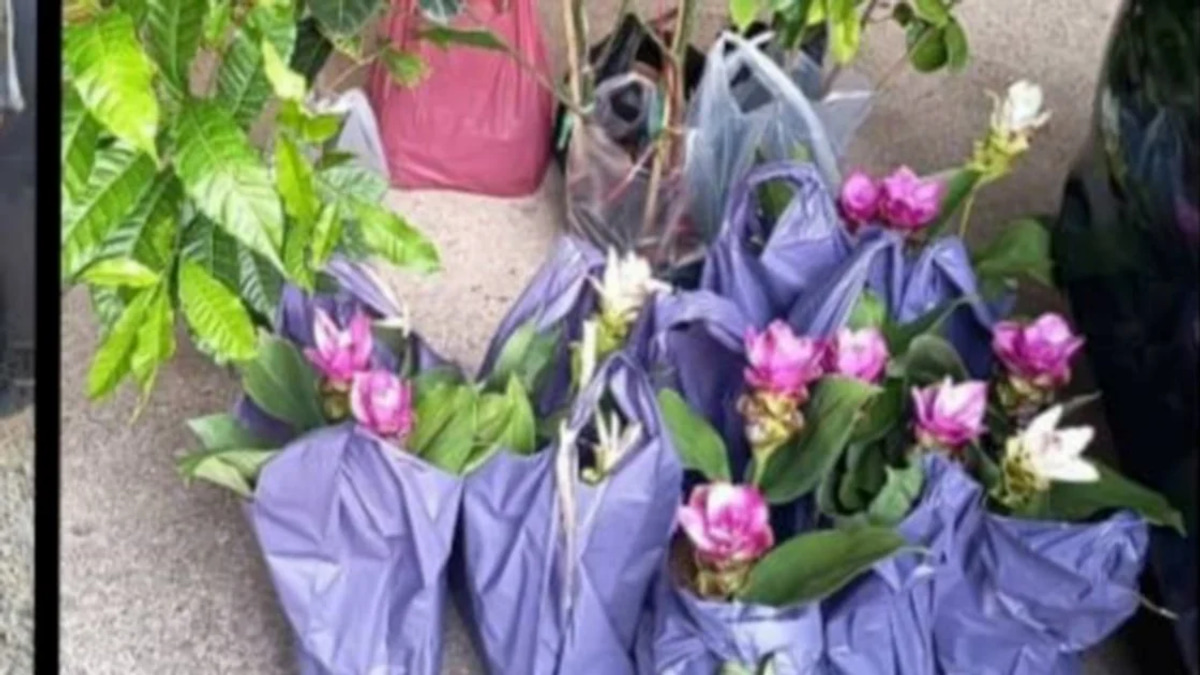 Two elderly women arrested for smuggling Thai plant seedlings through illegal Kelantan jetty