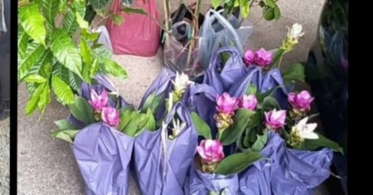 Two elderly women arrested for smuggling Thai plant seedlings through illegal Kelantan jetty