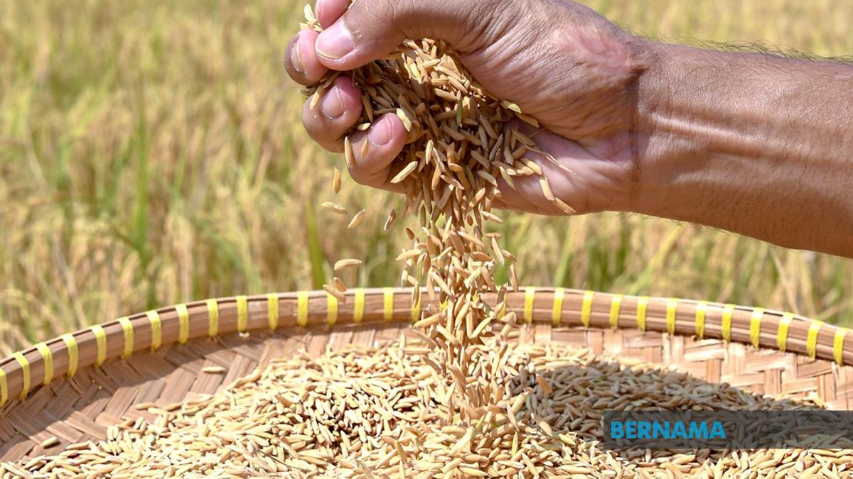 Indonesia Pursues Rice Export Deals With Malaysia and Singapore