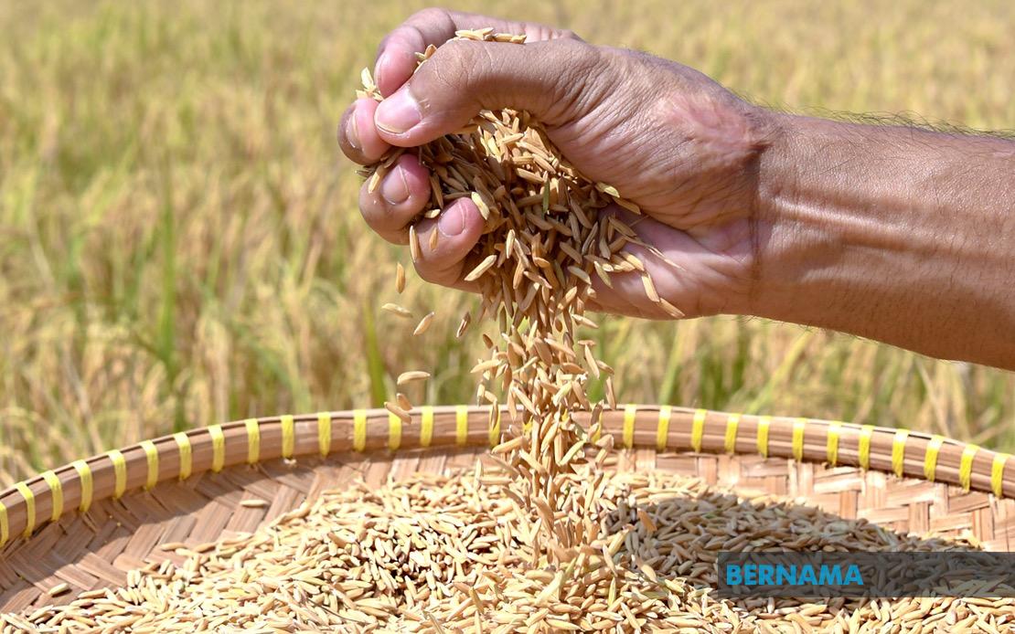 Indonesia Pursues Rice Export Deals With Malaysia and Singapore