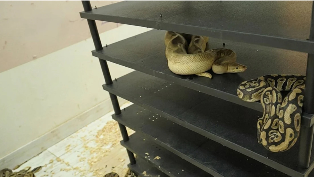 Chinese Man Jailed for Illegal Python Breeding Operation Exposed by Electricity Meter
