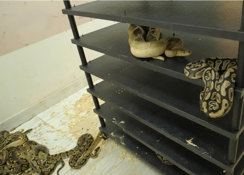 Chinese Man Jailed for Illegal Python Breeding Operation Exposed by Electricity Meter