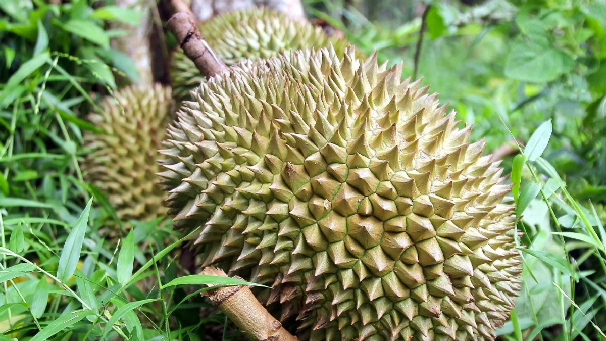 Four arrested in Jasin orchard gang robbery case involving durians, motorcycle