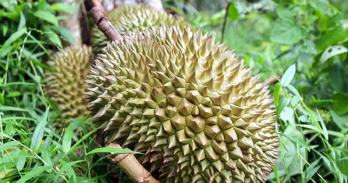 Four arrested in Jasin orchard gang robbery case involving durians, motorcycle