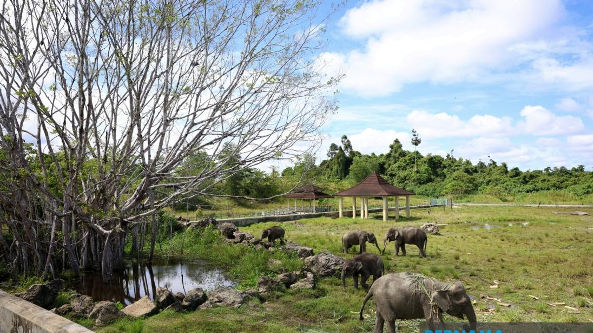 Sabah's Tawau Elephant Sanctuary Plan Set for Expansion if Initial Trial Succeeds