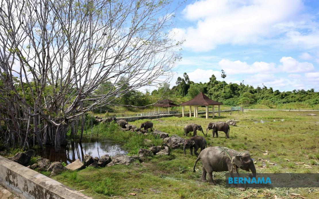 Sabah's Tawau Elephant Sanctuary Plan Set for Expansion if Initial Trial Succeeds