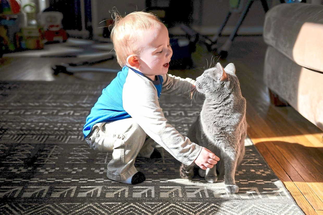 Swedish Study Finds No Link Between Pet Cats and Worsened Asthma in Children