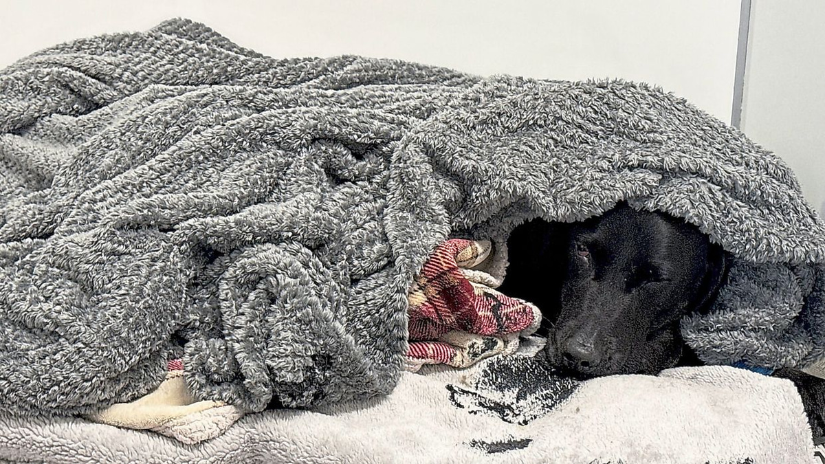Pet Cannabis Poisoning Cases Rise: Scottish Mountain Rescue Saves Labrador After Drug Ingestion