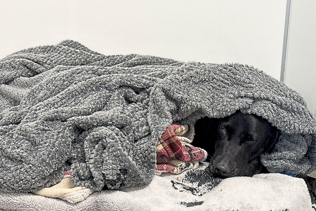 Pet Cannabis Poisoning Cases Rise: Scottish Mountain Rescue Saves Labrador After Drug Ingestion