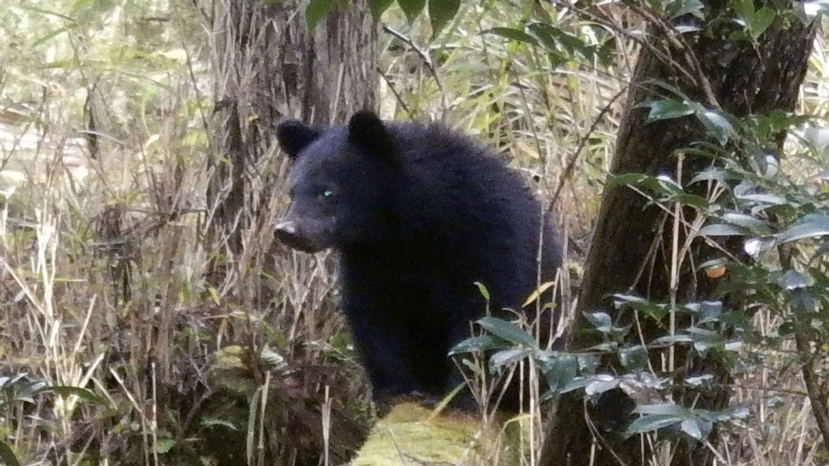Japan's Bear Crisis Sparks Harassment of Local Officials